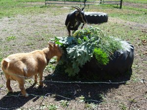 Alice and Betty enjoying leftovers from the garden....lettuce, arugala and kale.  Kale is their favorite...good thing as its not mine!